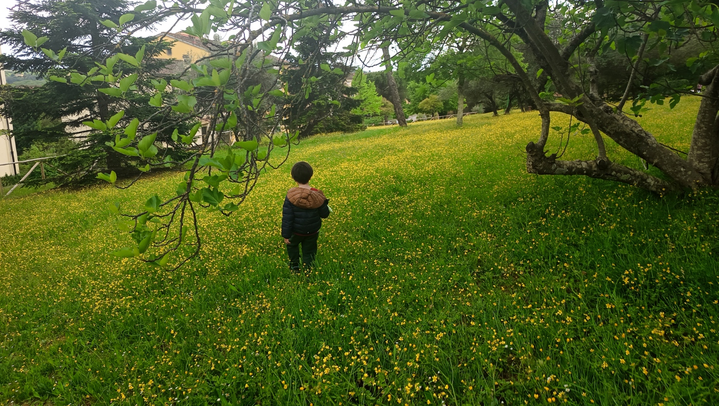 Primavera, dunque. Il parco sotto casa è pieno di ranuncoli. Siena, aprile 2026.